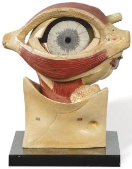Lote 1102: Modelo anatómico de ojo en resina h. 1950.<br>Con partes desmontables.