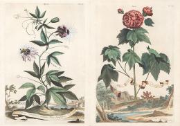 Lote 0001<br>ABRAHAM MUNTING -  Malva Chinensis Rosea Arborescen y Clematis Passiflora Trifolia Flore Purpure